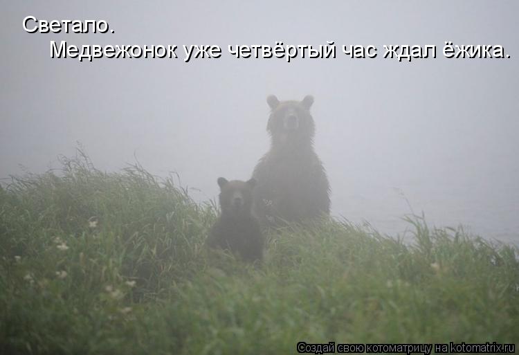Котоматрица: Светало. Медвежонок уже четвёртый час ждал ёжика.