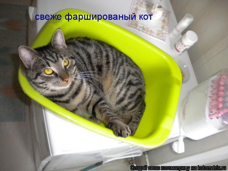 Котоматрица: свеже фаршированый кот