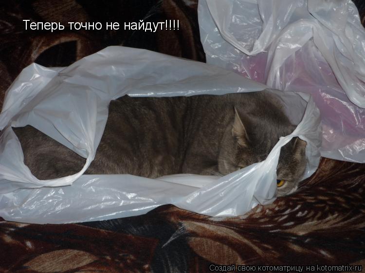 Котоматрица: Теперь точно не найдут!!!!