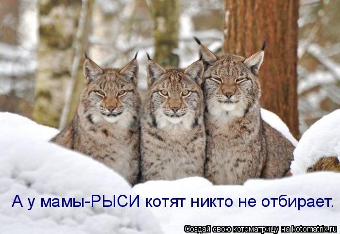 Котоматрица: А у мамы-РЫСИ котят никто не отбирает.