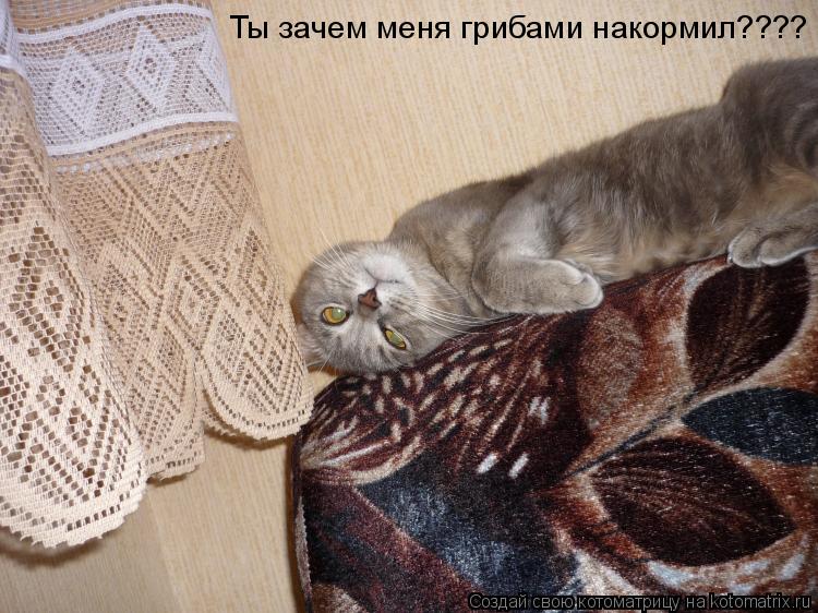 Котоматрица: Ты зачем меня грибами накормил????