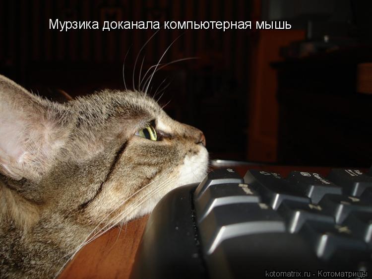 Котоматрица: Мурзика доканала компьютерная мышь