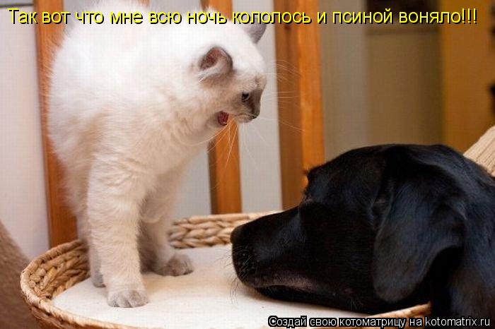 Котоматрица: Так вот что мне всю ночь кололось и псиной воняло!!!