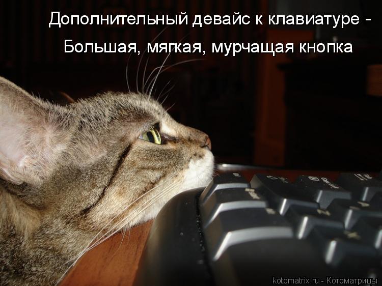 Котоматрица: Большая, мягкая, мурчащая кнопка  Большая, мягкая, мурчащая кнопка  Дополнительный девайс к клавиатуре -