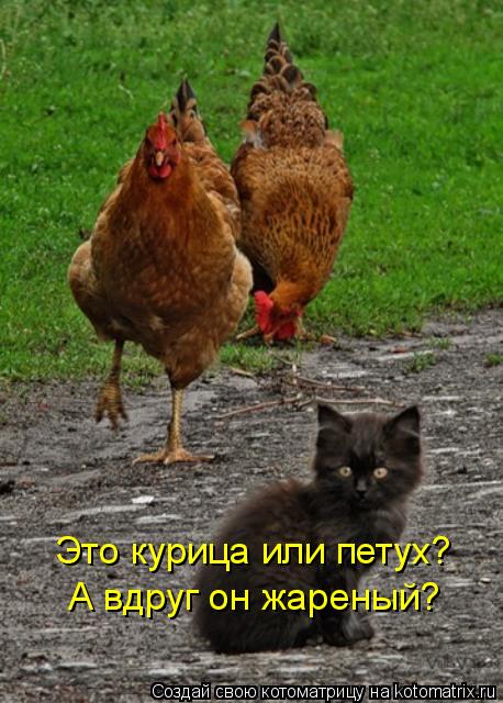 Котоматрица: Это курица или петух? А вдруг он жареный?