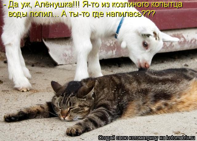 Котоматрица: - Да уж, Алёнушка!!! Я-то из козлиного копытца воды попил... А ты-то где напилась???