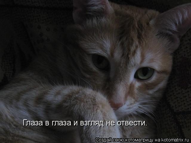 Котоматрица: Глаза в глаза и взгляд не отвести.