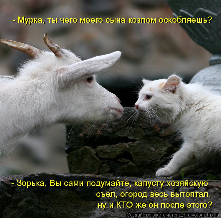 Котоматрица: - Мурка, ты чего моего сына козлом оскобляешь? - Зорька, Вы сами подумайте, капусту хозяйскую  съел, огород весь вытоптал,  ну и КТО же он после 
