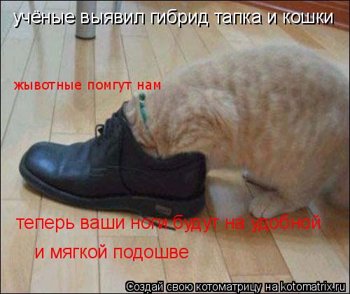 Котоматрица: учёные выявил гибрид тапка и кошки теперь ваши ноги будут на удобной и мягкой подошве жывотные помгут нам