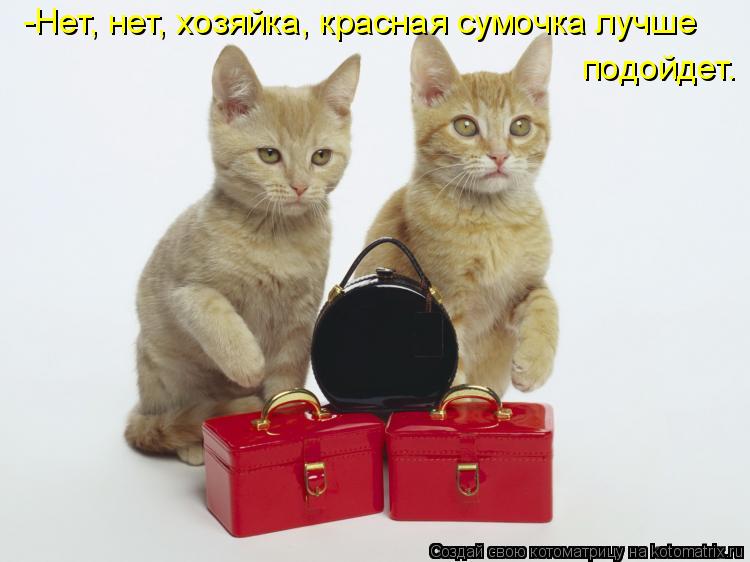 Котоматрица: -Нет, нет, хозяйка, красная сумочка лучше подойдет.