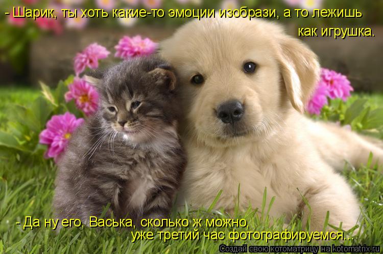 Котоматрица: - Шарик, ты хоть какие-то эмоции изобрази, а то лежишь как игрушка. - Да ну его, Васька, сколько ж можно, уже третий час фотографируемся...