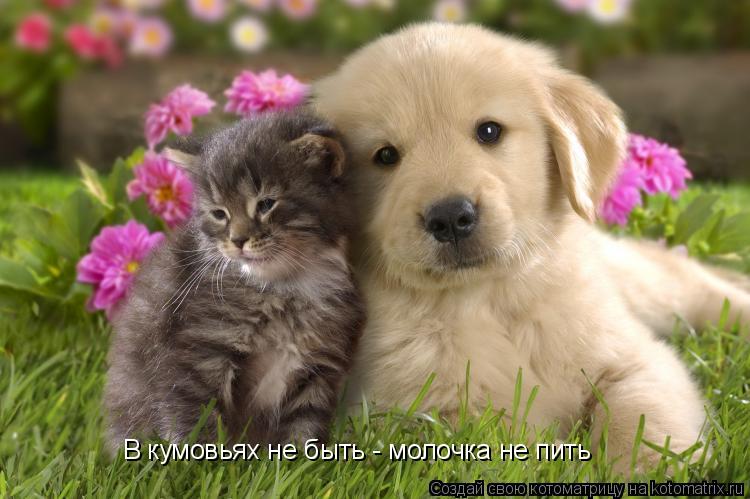 Котоматрица: В кумовьях не быть - молочка не пить