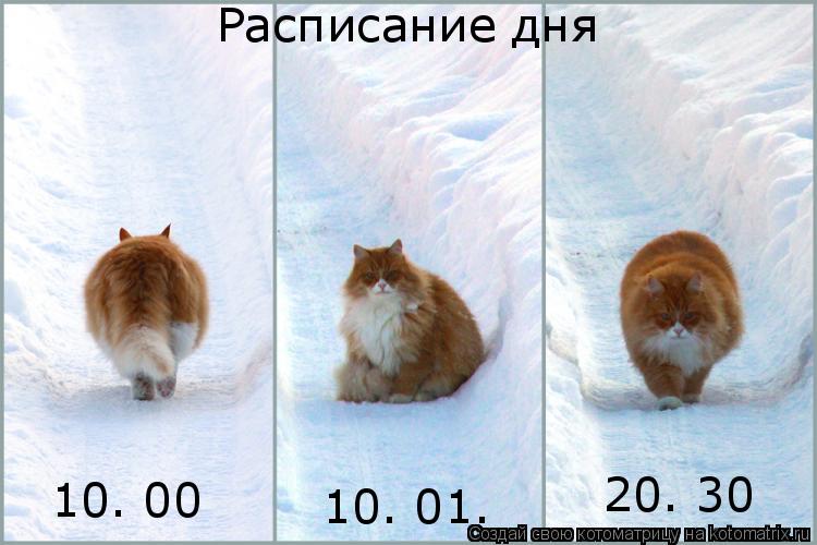 Котоматрица: Расписание дня 10. 00 10. 01. 20. 30