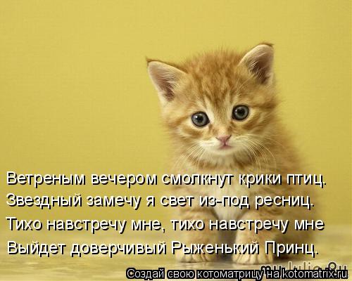 Котоматрица: Ветреным вечером смолкнут крики птиц. Звездный замечу я свет из-под ресниц. Тихо навстречу мне, тихо навстречу мне Выйдет доверчивый Рыжень