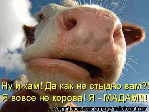 Котоматрица: Ну и хам! Да как не стыдно вам?! Я вовсе не корова! Я - МАДАМ!!!