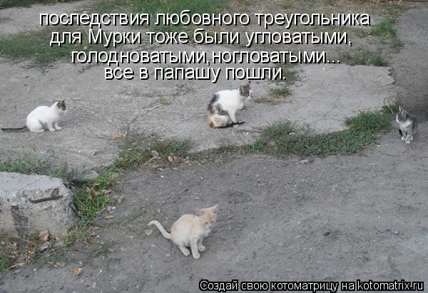 Котоматрица: последствия любовного треугольника для Мурки тоже были угловатыми, голодноватыми,ногловатыми... все в папашу пошли.
