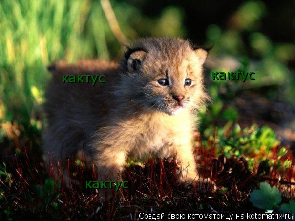 Котоматрица: кактус кактус кактус
