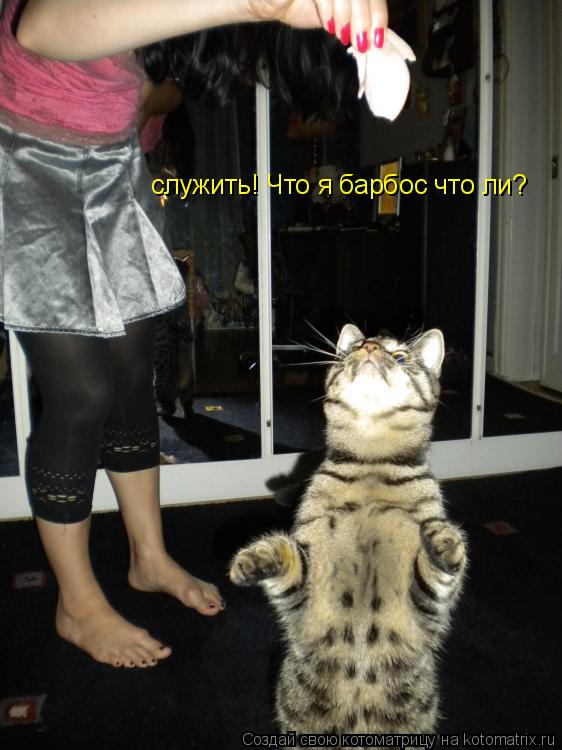 Котоматрица: служить! Что я барбос что ли?