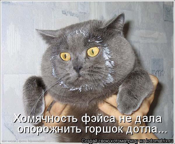 Котоматрица: Хомячность фэйса не дала опорожнить горшок дотла...