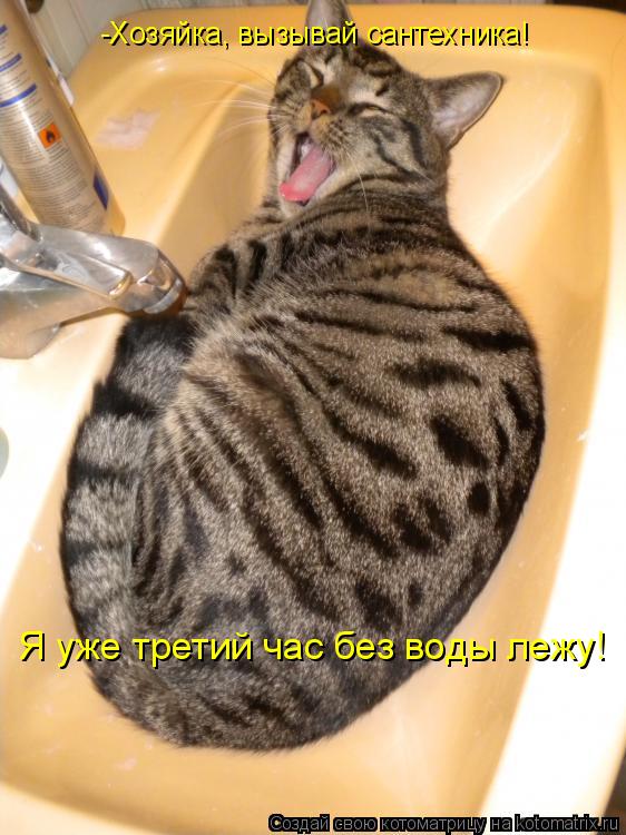 Котоматрица: -Хозяйка, вызывай сантехника! Я уже третий час без воды лежу!