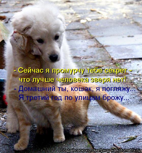 Котоматрица: - Сейчас я промурчу тебе секрет -  что лучше человека зверя нет! - Домашний ты, кошак, я погляжу... Я третий год по улицам брожу...