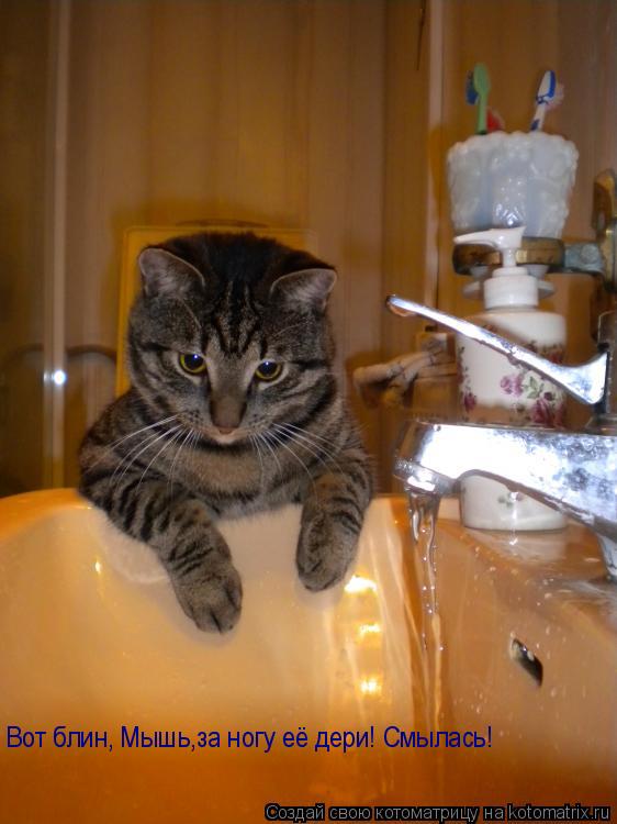 Котоматрица: Вот блин, Мышь,за ногу её дери! Смылась!
