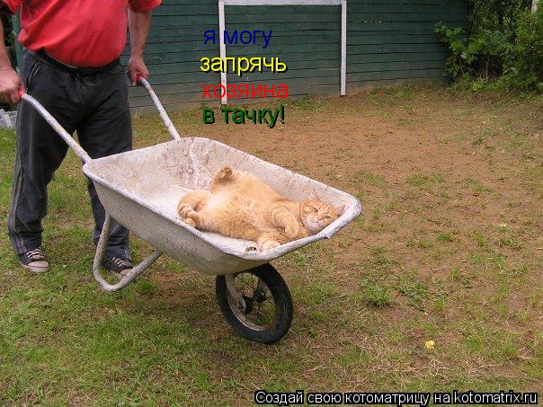 Котоматрица: я могу запрячь хозяина в тачку!