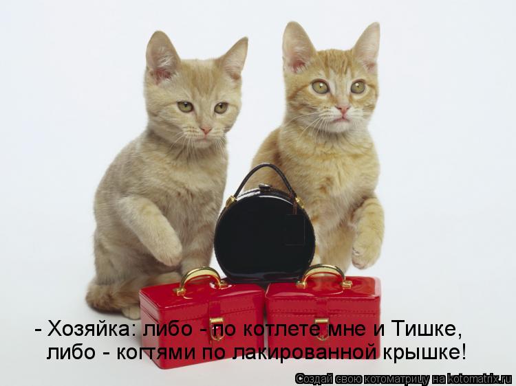 Котоматрица: - Хозяйка: либо - по котлете мне и Тишке, либо - когтями по лакированной крышке!