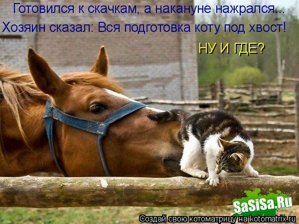 Котоматрица: Готовился к скачкам, а накануне нажрался... НУ И ГДЕ? Хозяин сказал: Вся подготовка коту под хвост!