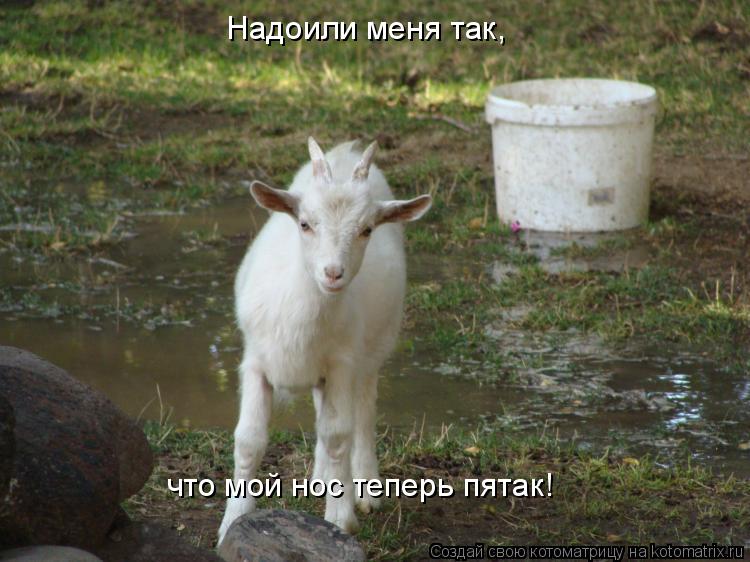 Котоматрица: Надоили меня так, что мой нос теперь пятак!