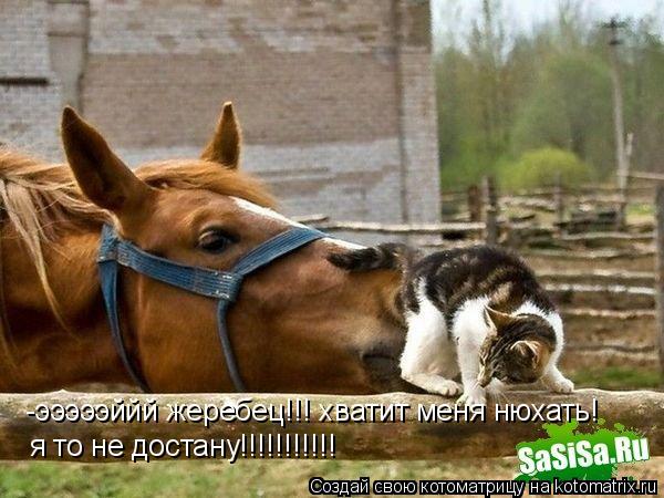 Котоматрица: -эээээййй жеребец!!! хватит меня нюхать! я то не достану!!!!!!!!!!!