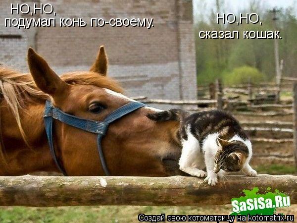 Котоматрица: НО,НО, сказал кошак. НО,НО, подумал конь по-своему.
