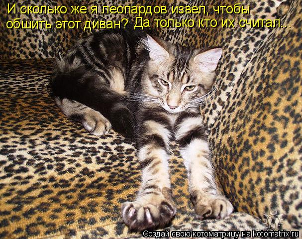 Котоматрица: И сколько же я леопардов извел, чтобы обшить этот диван? Да только кто их считал...
