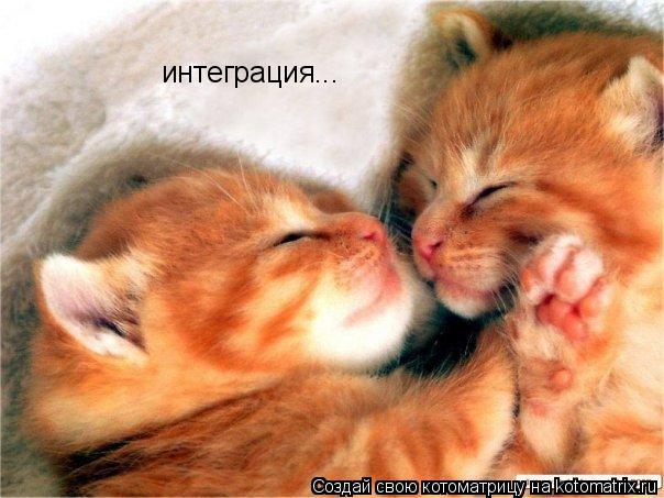 Котоматрица: интеграция...