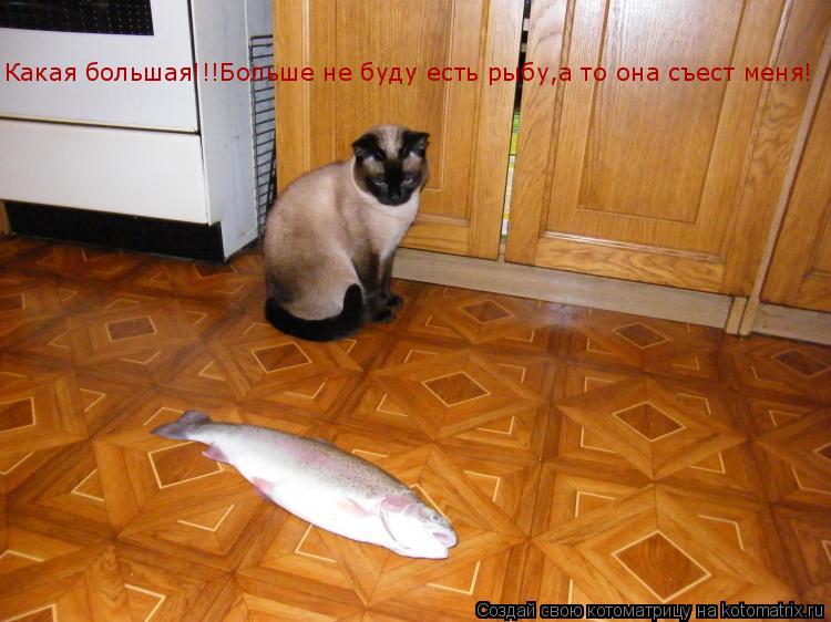 Котоматрица: Какая большая!!!Больше не буду есть рыбу,а то она съест меня!