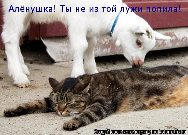 Котоматрица: Алёнушка! Ты не из той лужи попила!