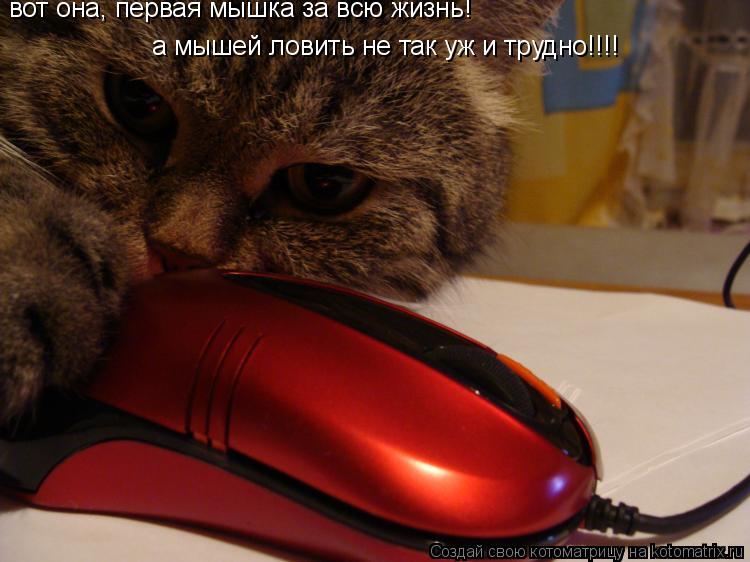 Котоматрица: вот она, первая мышка за всю жизнь! а мышей ловить не так уж и трудно!!!!