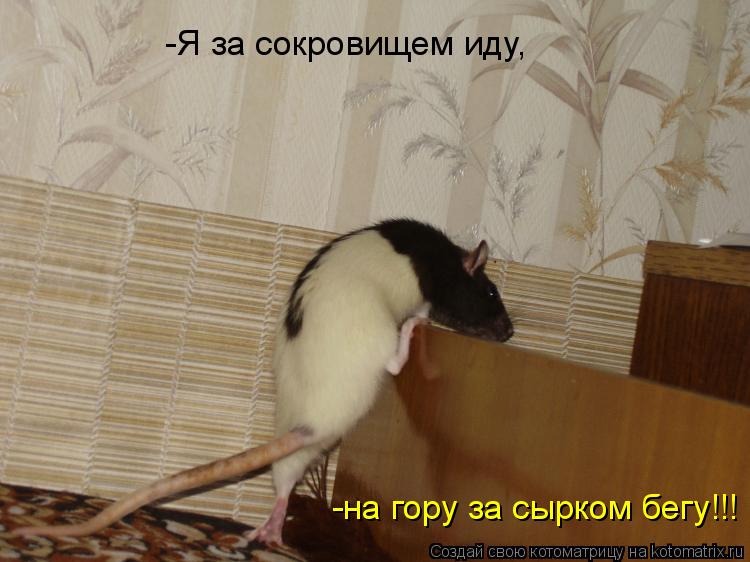 Котоматрица: -Я за сокровищем иду,  -на гору за сырком бегу!!!
