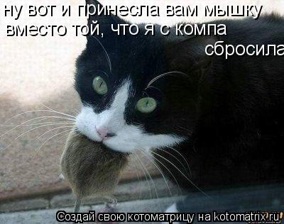 Котоматрица: ну вот и принесла вам мышку вместо той, что я с компа  сбросила