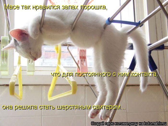 Котоматрица: Масе так нравился запах порошка, что для постоянного с ним контакта, она решила стать шерстяным свитером...