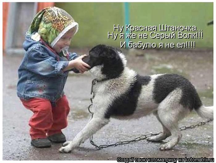 Котоматрица: Ну Красная Штаночка... Ну я же не Серый Волк!!! И бабулю я не ел!!!!