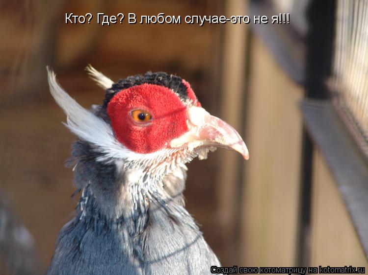 Котоматрица: Кто? Где? В любом случае-это не я!!!