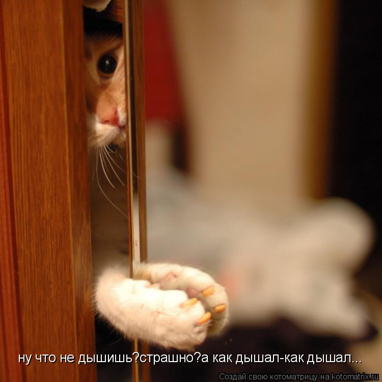 Котоматрица: ну что не дышишь?страшно?а как дышал-как дышал...