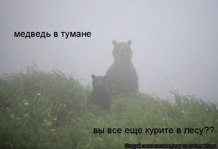 Котоматрица: медведь в тумане вы все еще курите в лесу??
