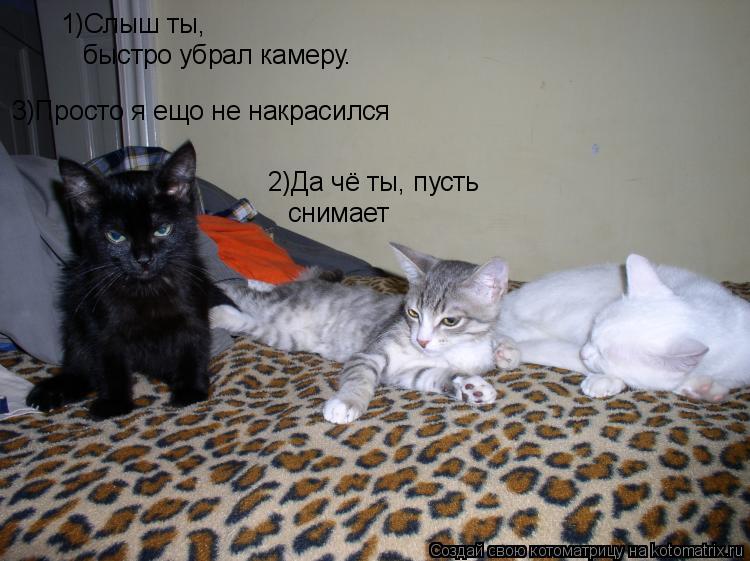 Котоматрица: 1)Слыш ты,  быстро убрал камеру. 2)Да чё ты, пусть  снимает 3)Просто я ещо не накрасился
