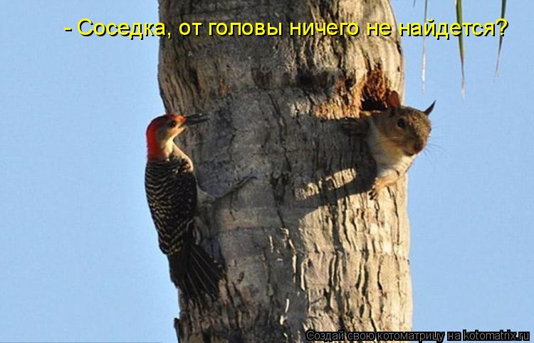 Котоматрица: - Соседка, от головы ничего не найдется?