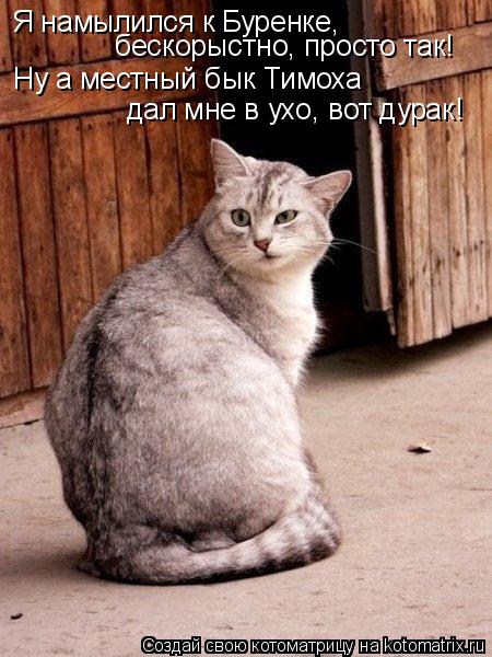 Котоматрица: Я намылился к Буренке,  Ну а местный бык Тимоха дал мне в ухо, вот дурак! бескорыстно, просто так!