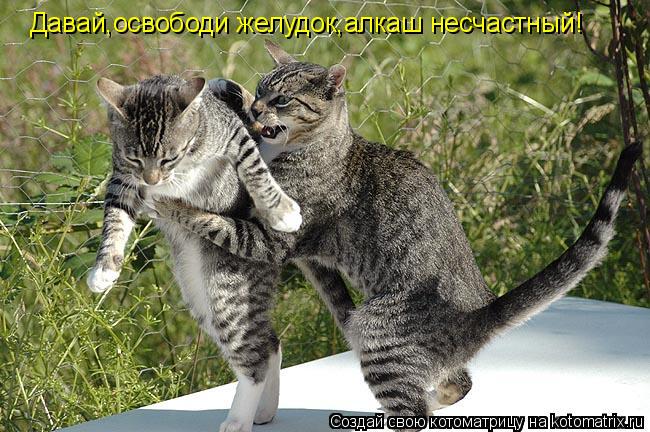 Котоматрица: Давай,освободи желудок,алкаш несчастный!