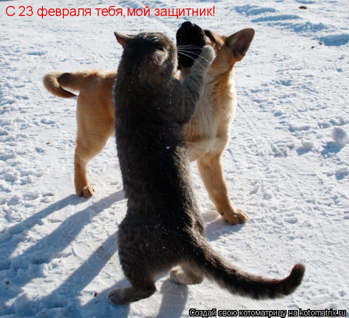 Котоматрица: С 23 февраля тебя,мой защитник!