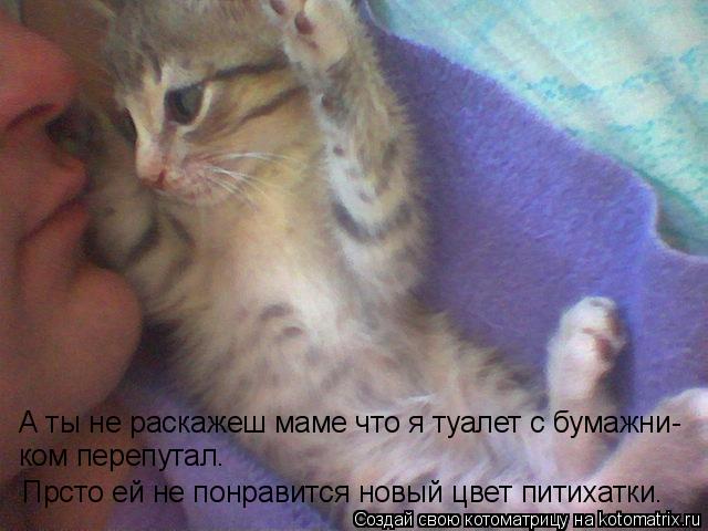 Котоматрица: Прсто ей не понравится новый цвет питихатки. А ты не раскажеш маме что я туалет с бумажни- ком перепутал.